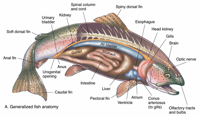 42+ Anatomi Dan Fisiologi Ikan